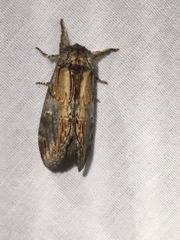 Notodonta scitipennis