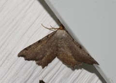 Macaria transitaria resinosae