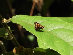 Odina hieroglyphica