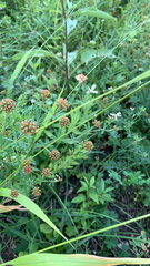 Dorycnium