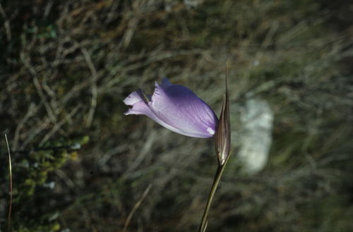 Image of Gladiolus bullatus by (c) Tom Lloyd Evans, some rights reserved (CC BY-SA)