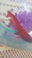Betta splendens