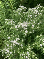Pycnanthemum virginianum