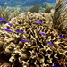 Corales de Cactos, de Lechuga Y Parientes - Photo (c) Victor Rodriguez-Ruano, algunos derechos reservados (CC BY-NC-ND), subido por Victor Rodriguez-Ruano