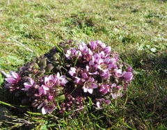 Gentianella cerina