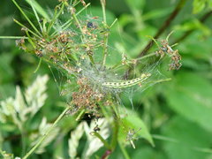 Depressaria chaerophylli