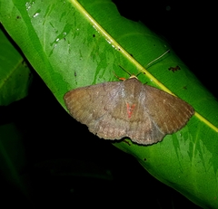 Calesia dasypterus