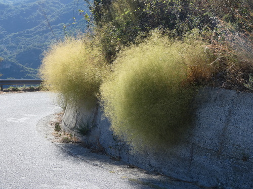 Gypsophila arrostii