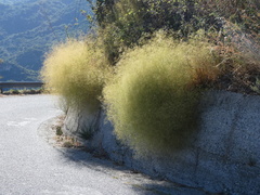 Gypsophila arrostii