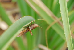 Austracris basalis