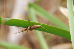 Austracris basalis
