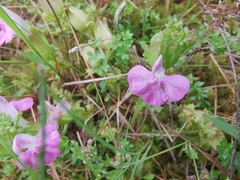 Pedicularis sylvatica