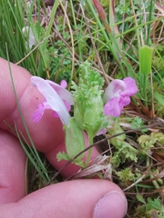 Pedicularis sylvatica