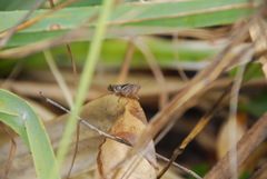 Stenocatantops angustifrons