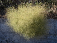 Gypsophila arrostii