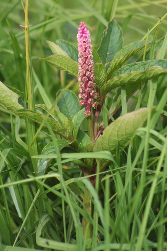 Southern pokeweed (Phytolacca bogotensis)