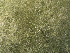Gypsophila arrostii