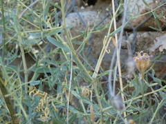 Gypsophila arrostii