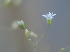 Gypsophila arrostii