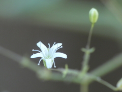 Gypsophila arrostii