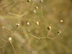 Gypsophila arrostii