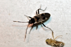 Panaorus albomaculatus