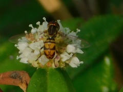 Toxomerus floralis