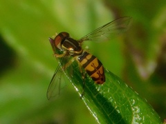 Toxomerus floralis