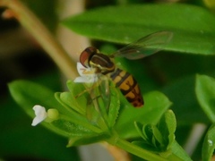 Toxomerus floralis