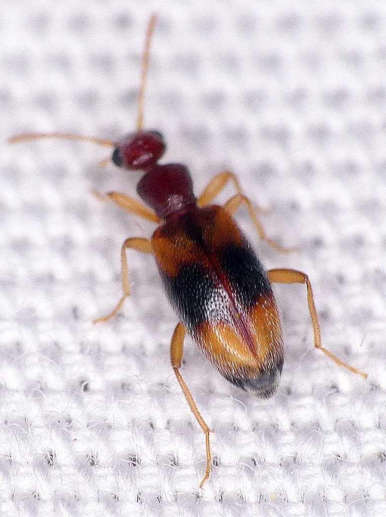 Golden Antlike Flower Beetle