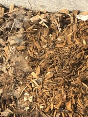 Anura