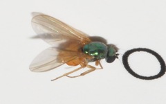 Chrysotimus molliculus