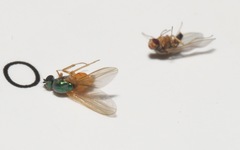 Chrysotimus molliculus