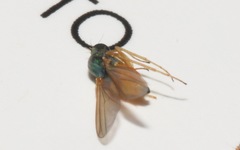 Chrysotimus molliculus