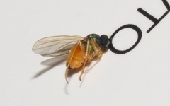 Chrysotimus molliculus