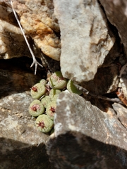 Conophytum truncatum