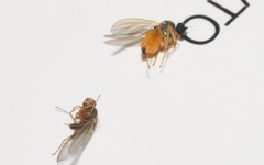 Chrysotimus molliculus