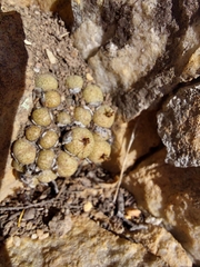 Conophytum truncatum