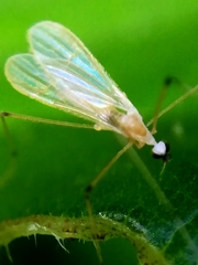 Cheilotrichia imbuta