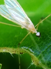 Cheilotrichia imbuta
