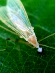 Cheilotrichia imbuta