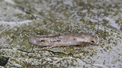 Mompha brevivittella