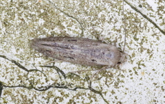 Mompha brevivittella