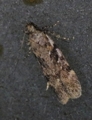 Chionodes thoraceochrella