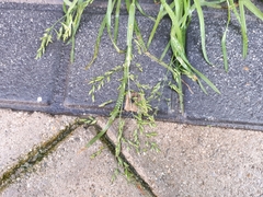Poa annua