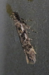 Chionodes thoraceochrella