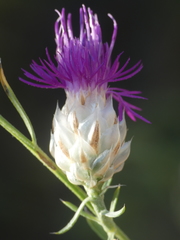 Centaurea ionica