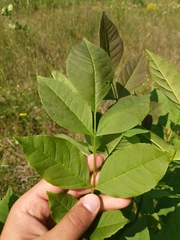 Fraxinus pennsylvanica subintegerrima