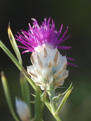 Centaurea ionica