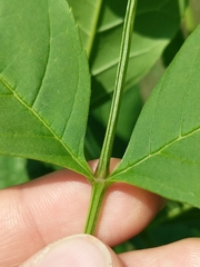 Fraxinus pennsylvanica subintegerrima